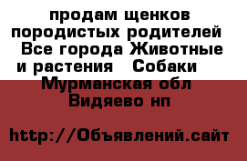 продам щенков породистых родителей - Все города Животные и растения » Собаки   . Мурманская обл.,Видяево нп